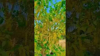 beautiful grapes 🍇 flower tree #shorts #grapes flower #green world