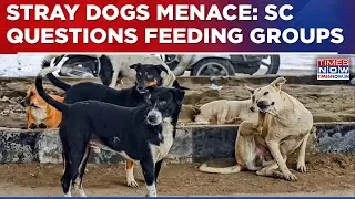 Stray Dogs Menace Hearing: SC Questions Dog-Feeding Groups, Asks 'Who's Responsible For Deaths'?