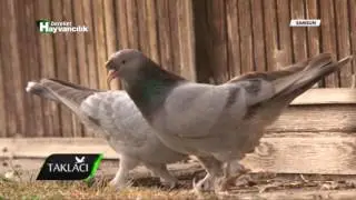TAKLACI SAMSUN 3 PAR&Ccedil;A