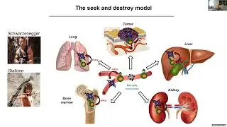 Effector Function Seminar Series: Effector cells present in different compartments & disease states