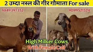 🤗जल्दी देखें! 2 बेहतरीन गिर गाय😱 #forsale 🔥| Dvgohil | 9099521524 #cow #desicow 