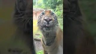 #japan #wildlife #tiger #travel #wildanimals #travelvlog #trending #trendingshorts #wildlife