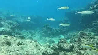 O'ahu Goatfish Coral Reef Scene (1 Hour No Music)