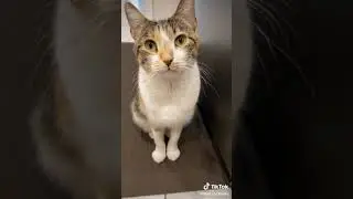 Quick chat with cat