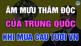 TRUNG QUỐC Mua Cau Tươi SỐ LƯỢNG LỚN Của VIỆT NAM Về Để Làm Gì? | TUYỆT MẬT TV