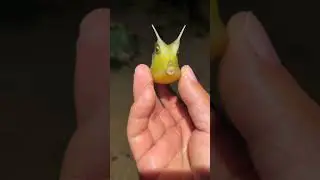 Horned Koster: Boxfish species related 2 pufferfish with unique marine characteristics #reddit #fish