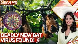 Scientists Discover a New Bat-borne Virus Infecting Humans in Bangladesh | GRAVITAS