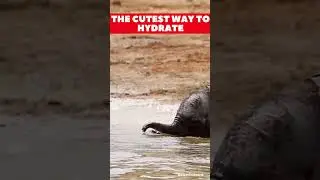 Cute Animals | Adorable Baby Elephant Enjoys a Playful Day in the Wild