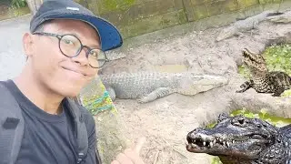 CRAZY BIG CROCODILES ARE ALL THEIR THINGS HERE GUYS!!