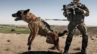 These Are 10 Popular Police Dog Breeds