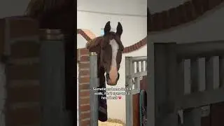 🥹💕 #horse #horses #pony #rider #riding #equestrian #horseriding #cheval #pferde #hest #love #fun