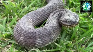 Catching the Northern Water Snake!