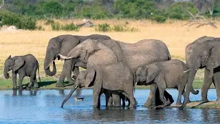 &ldquo;Elephant Documentary | Largest Land Animal Full History, Facts & Wildlife Journey&rdquo;
