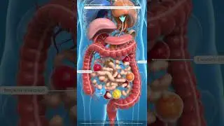 Food to Energy: The Full Digestion Process in 3D Animation😱 #shorts #shortvideo #vairal