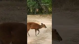 Rarest of Rare Sighting | Bold Barking Deer Crosses Our Path #barking #deer