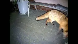 Katze und Fuchs im Garten