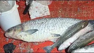 many many big fish cutting live