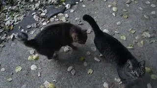 【Cat Video】 meowmeow Happy #cat  #cats  #cute