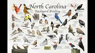 Livestream - Bird TV North Carolina #birds #birdsounds #animals #nature