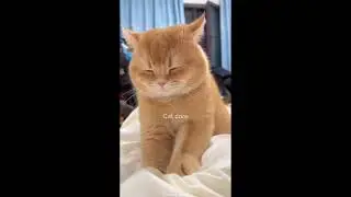 collection of funny cat videos#shorts#funny#cat 