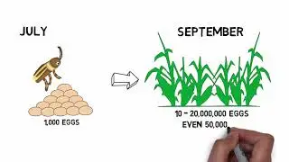 An Introduction to Corn Rootworms