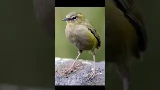 The New Zealand Rock Wren #animals #wildlife #netgeo #netgeowild #nature #natgeowild #disneymovie
