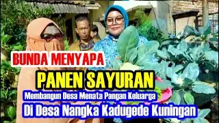 Panen Sayuran  Bunda Menyapa di Desa Nangka Kec  Kadugede Kuningan