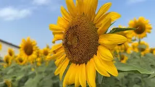 Coltivazione di girasoli a Farigliano