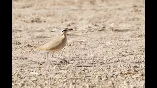 Cream-coloured Courser, Thumrait, Oman, 9/1/25