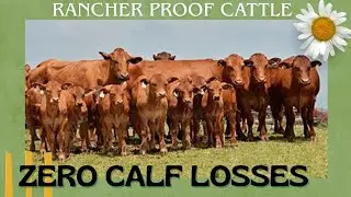 Tired of Losing Calves? Meet the 3 Toughest U.S. Cattle Breeds That Survive Anything