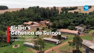 Biriba's Swine Genetics - Tradition and Innovation in Swine Farming