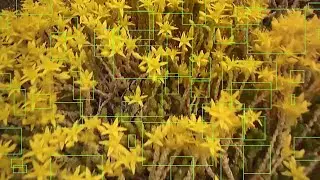 Summer Reverie // Videoart