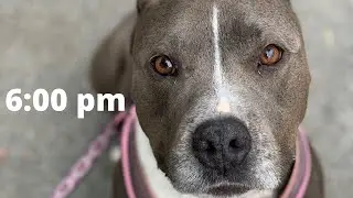 My Dog's Night Routine!