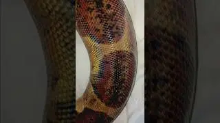 🐍🔥#animals #pets #foryou #shorts #boaconstrictor