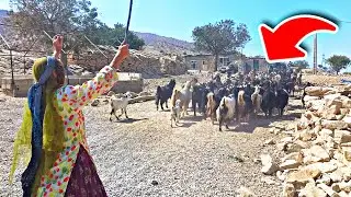 Persian Nomads | Guiding herds to the water source and serving food for everyone!