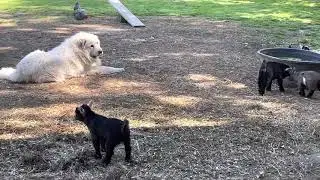 Five minutes of barnyard fun! Pygmy goats, chickens and Great Pyrenees!