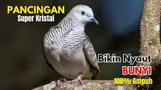 Perkutut Lokal Asli Jawa – Suara Emas Paling Dicari Kolektor || pancingan perkutut agar bunyi