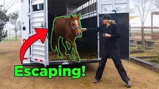 Why This Horse Jumped (Horrible Situation) | Ep. 89