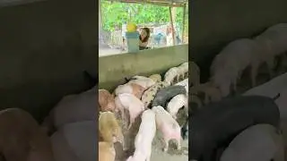 Wow😯😮😱 #pigfarm #pigbreeding #pig