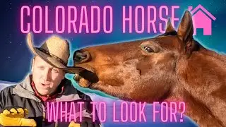 What's it like having horses in Colorado/Colorado Springs? What to look for in a horse property?
