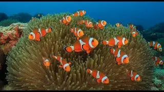 AQUATIC STILLNESS 🌊 Soft Piano Echoes in a Quiet Aquarium