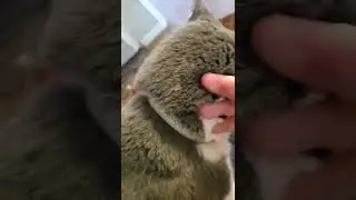 Cat Jumps Onto Owner's Lap 🐱🦁