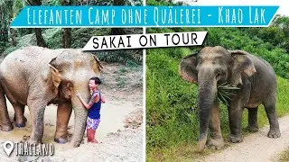 Elefanten Camp Thailand, Khao Lak 🇹🇭 🐘