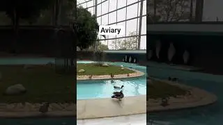 Aviary 🪽🪽🐦🐤🐥! beautiful nature!#nature #waterfall #birds#shortvideo #shortfeed
