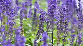 Lavender Flowers Free Background Videos, No Copyright Background | All Background Video