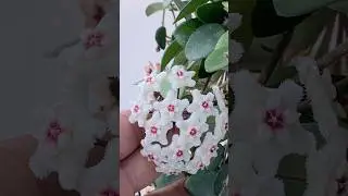 LA GENIALIDAD DE LAS PLANTAS DE CERA... LA HOYA MATHILDE🔥🔥🔥