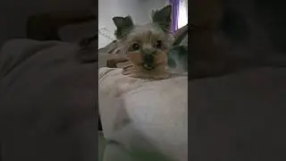 my tiny yorkie🤪 #yorkie #adorably #dog #pets #petlover #funnyshorts #funny #relaxing