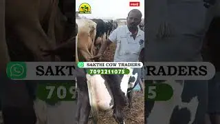 How is the price situation in Erode cattle market #cow #shorts