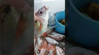 Voraz, voraz, pescado fresco #Mediterraneo. Estrecho de Gibraltar.