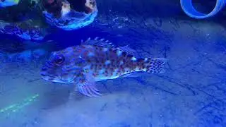 Rare Hawkfish - Cirrhitus pinnulatus